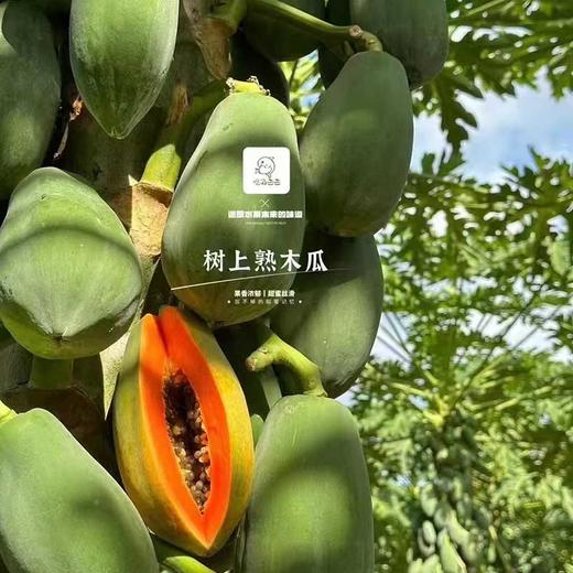 海南·树上熟「木瓜」 整件3~4个 约2.8kg 商品图1