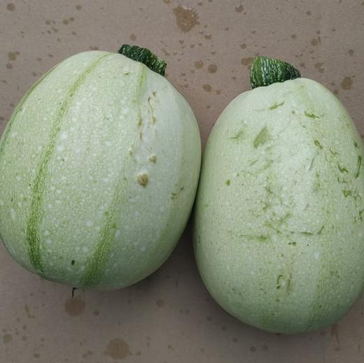 生态西葫芦 | 绿家自产* Eco-zucchini | Self-production 商品图2