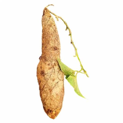 【生鲜预定】脚板山药1kg 商品图0