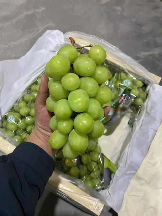 进口秋天脆青提 甜脆多汁 葡萄 商品图6