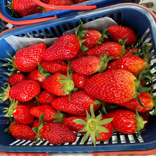 恋恋山谷草莓1.25kg/篮 商品图1