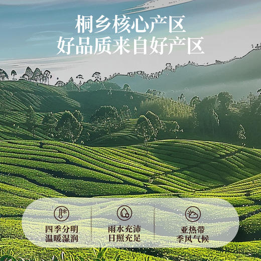 【桐乡胎菊花】50g/罐 色泽金黄 清香四溢 严选头茬桐乡胎菊 商品图1