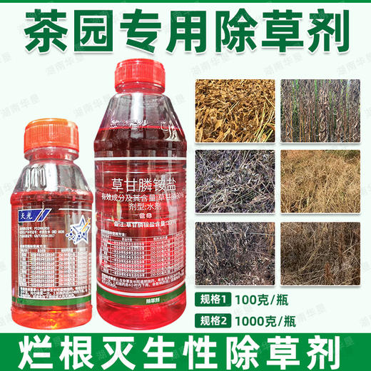 茶园专用除草剂正品草甘膦胺盐柑橘果园专用强力除杂草烂根剂批发 商品图4