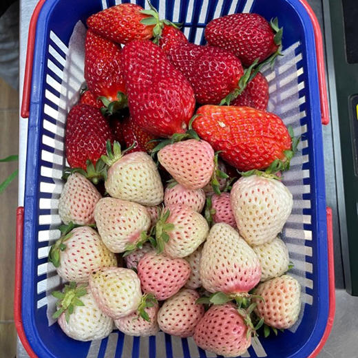 恋恋山谷草莓1.25kg/篮 商品图5