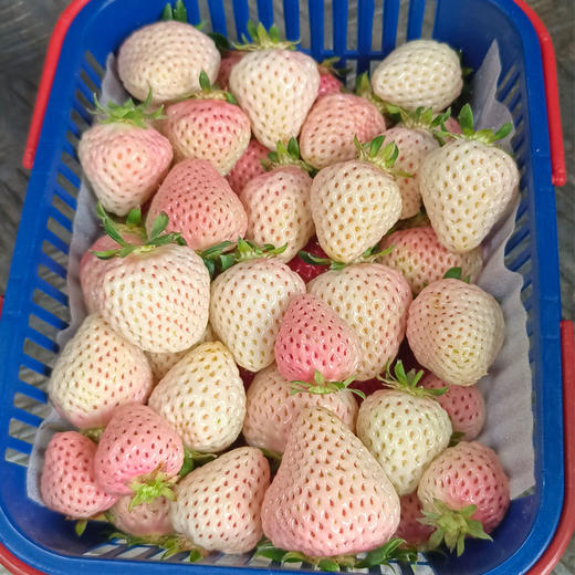 恋恋山谷草莓1.25kg/篮 商品图3