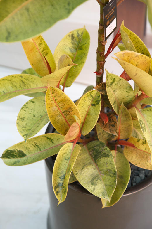 抹茶橡皮树 商品图2