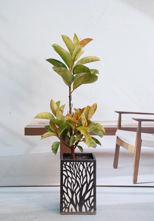 抹茶橡皮树 商品图0