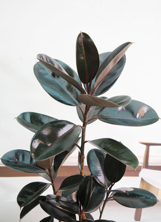 黑金刚 商品图1