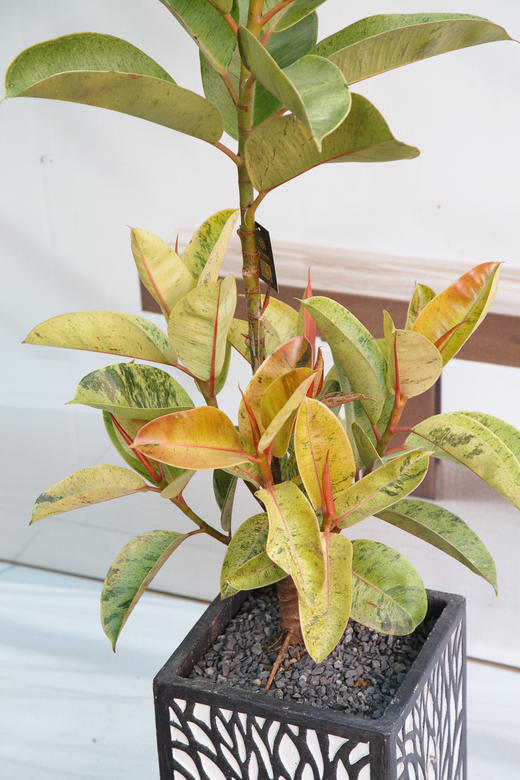 抹茶橡皮树 商品图2