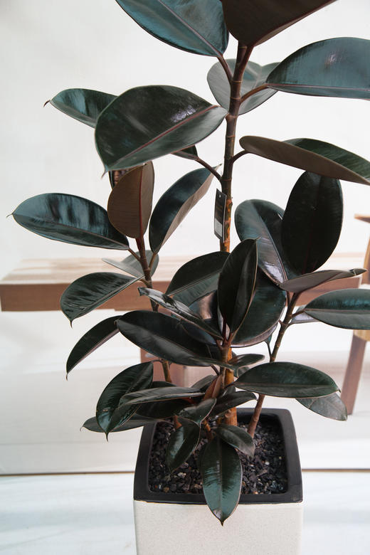 黑金刚 商品图2