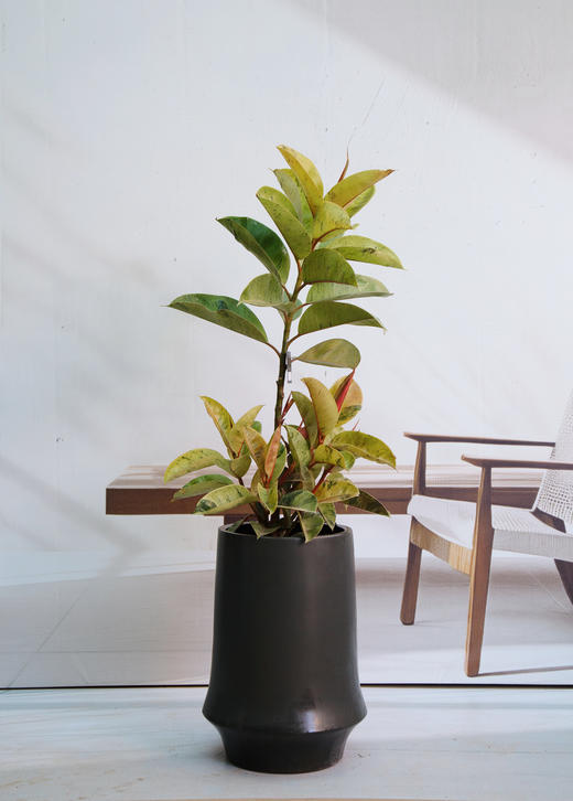 抹茶橡皮树 商品图0