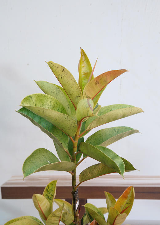 抹茶橡皮树 商品图3