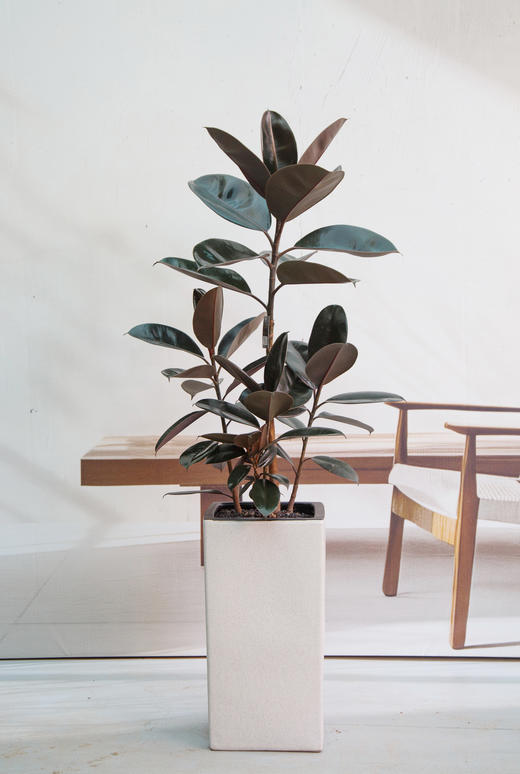 黑金刚 商品图0