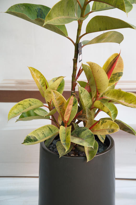 抹茶橡皮树 商品图1