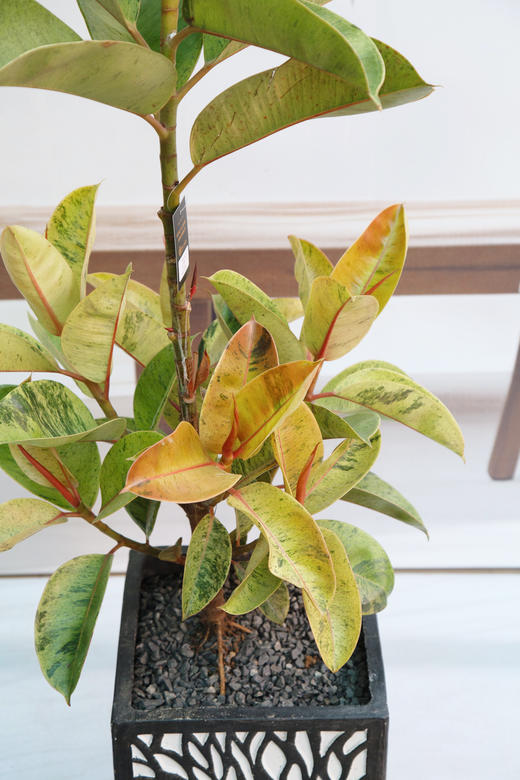 抹茶橡皮树 商品图1