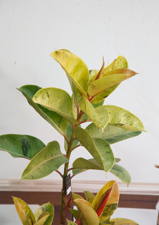 抹茶橡皮树 商品图3