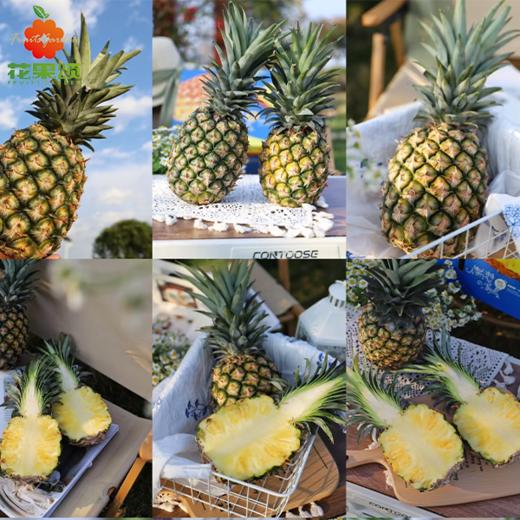 海南金钻凤梨 商品图0