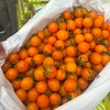 香芒皇后黄千禧 爆汁高糖小番茄 商品缩略图2