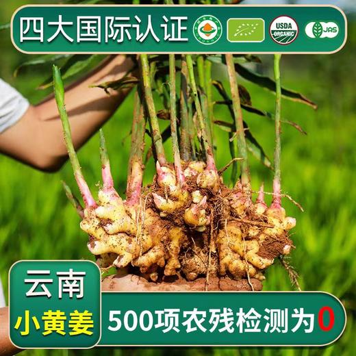 云南文山有机带泥鲜姜 500g/盒云南有机鲜小黄姜一件 包邮 商品图1