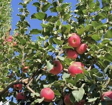 【家庭树】2026“我有一棵树 长在阿克苏”大型援疆行动家庭树认种 商品图6