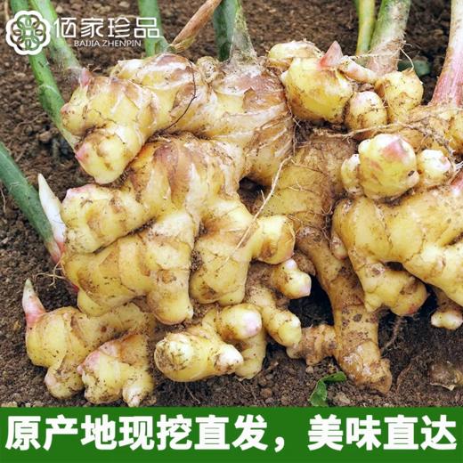 云南文山有机带泥鲜姜 500g/盒云南有机鲜小黄姜一件 包邮 商品图3