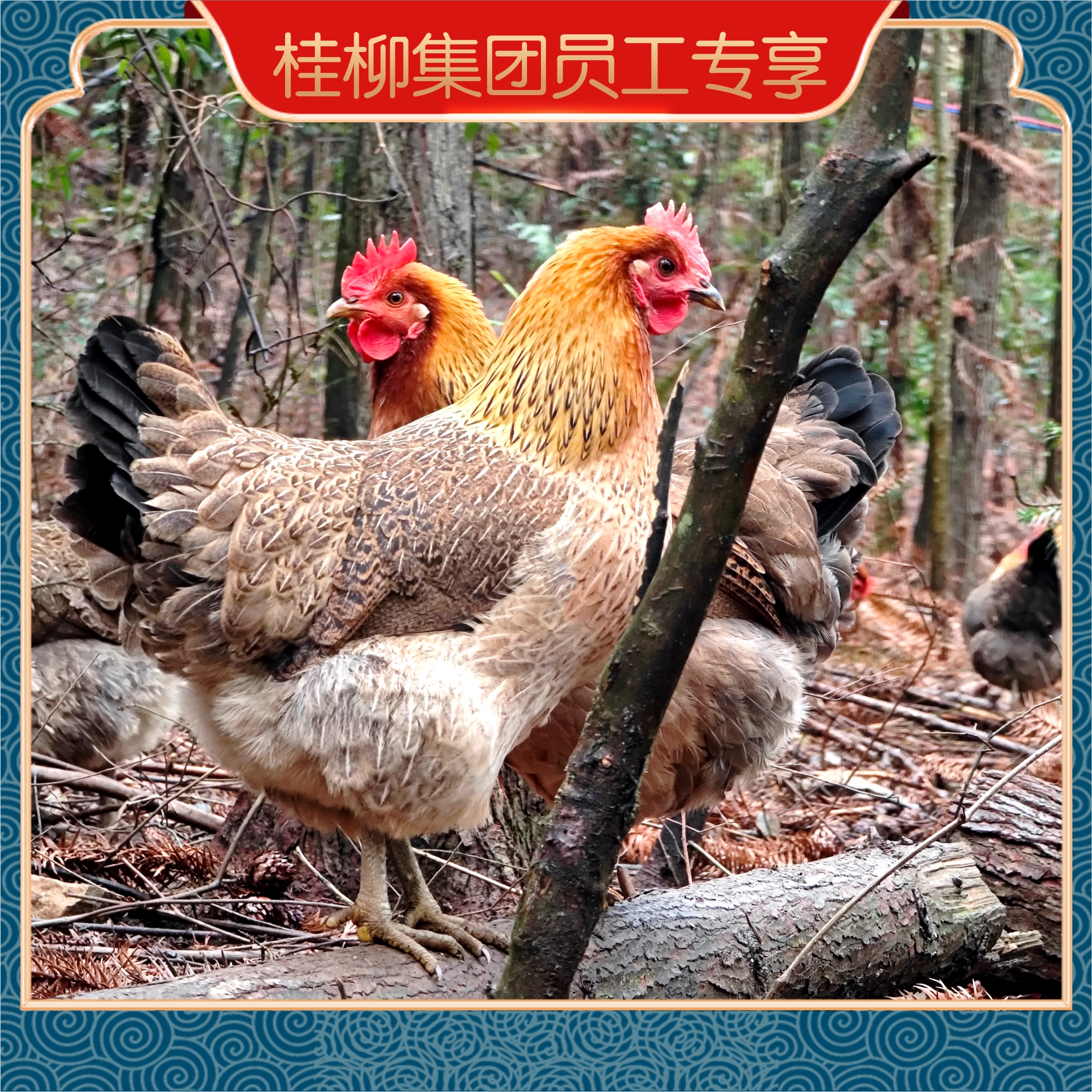 【员工专享】桂柳~散养土鸡