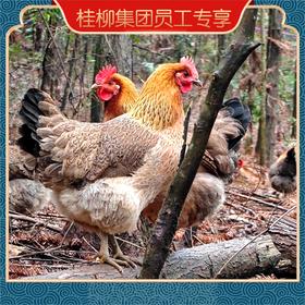 【员工专享】桂柳~散养土鸡