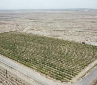 【家庭树】2026“我有一棵树 长在阿克苏”大型援疆行动家庭树认种 商品图3