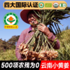 云南文山有机带泥鲜姜 500g/盒云南有机鲜小黄姜一件 包邮 商品缩略图2