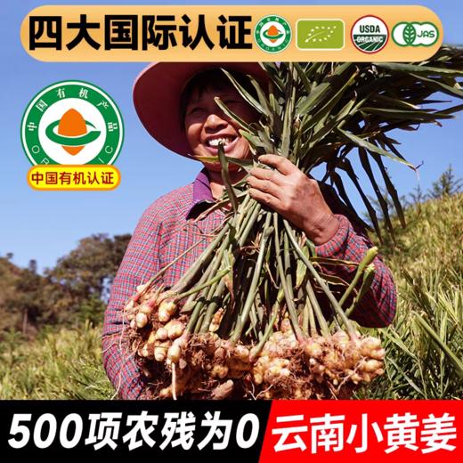 云南文山有机带泥鲜姜 500g/盒云南有机鲜小黄姜一件 包邮 商品图2