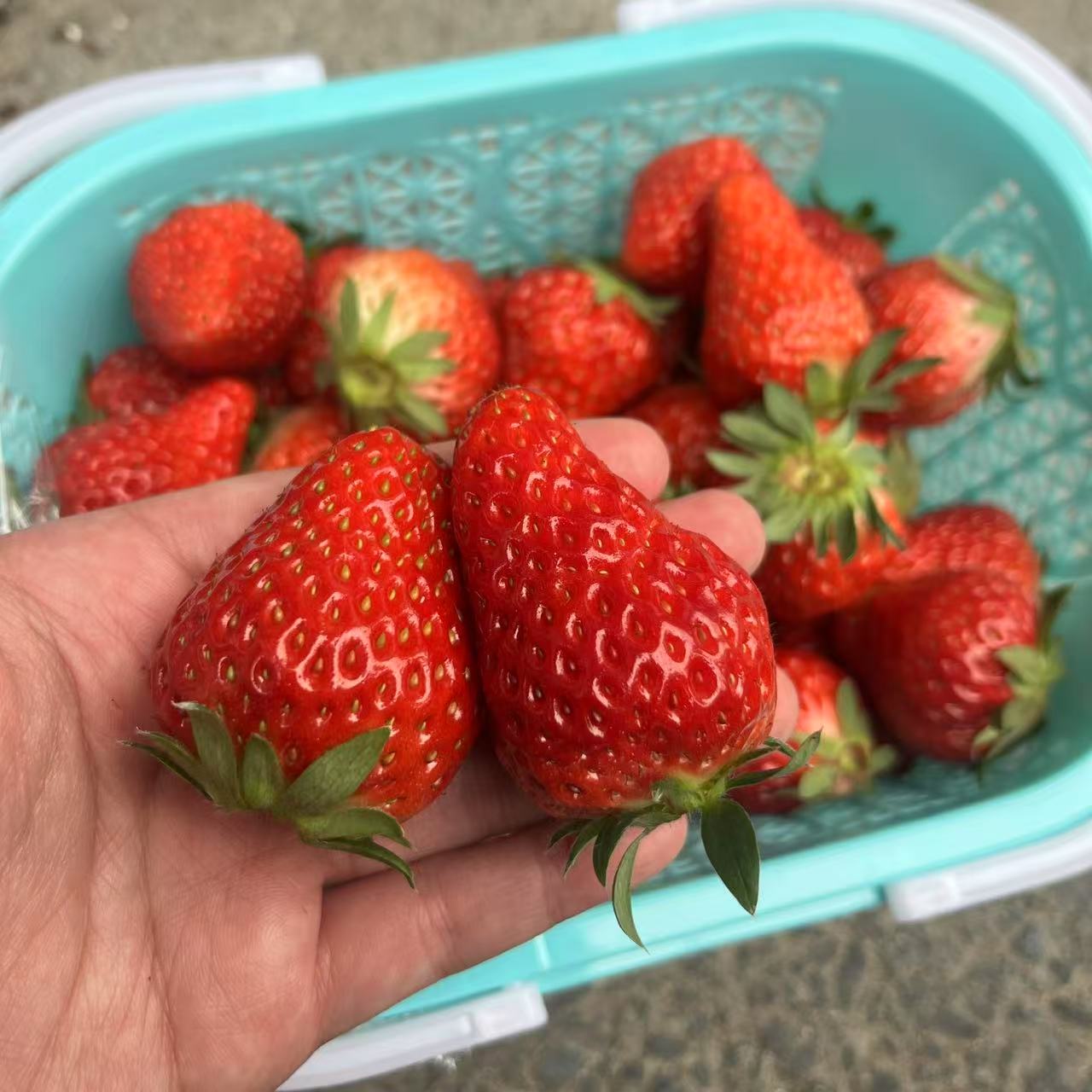 【周到】建德红颜有机草莓 1.5斤装，红颜这几天口感很好，个头偏大
