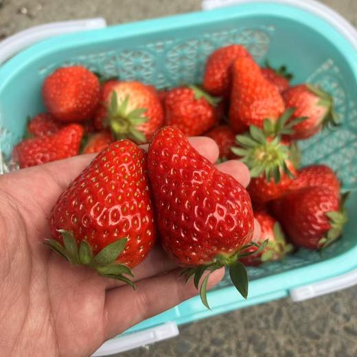 建德红颜草莓  商品图0