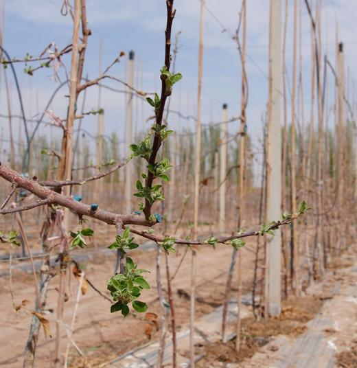 【家庭树】2026“我有一棵树 长在阿克苏”大型援疆行动家庭树认种 商品图4