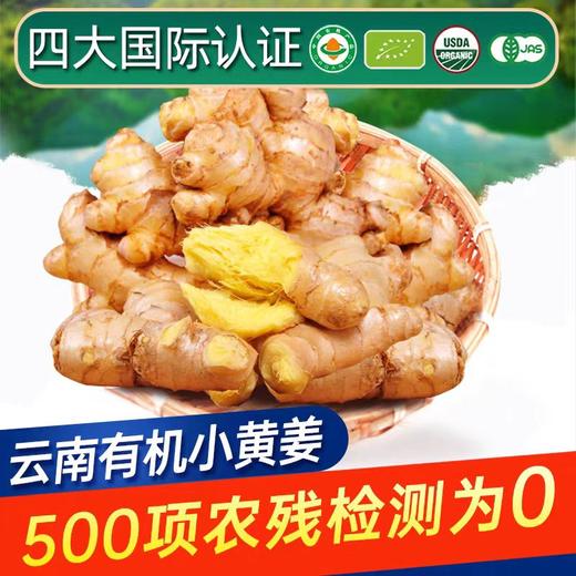 云南文山有机带泥鲜姜 500g/盒云南有机鲜小黄姜一件 包邮 商品图0