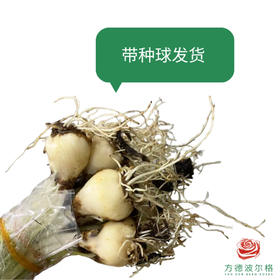 国产葡萄风信子 浅紫（带种球发货）