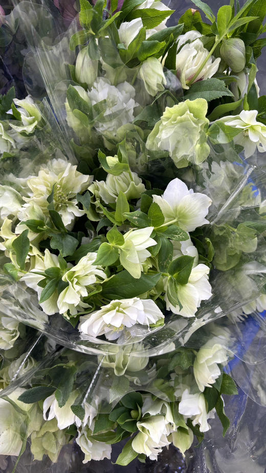 【坚强与温暖】菟葵（铁筷子）-重瓣 约10枝/扎 多色可选 商品图14