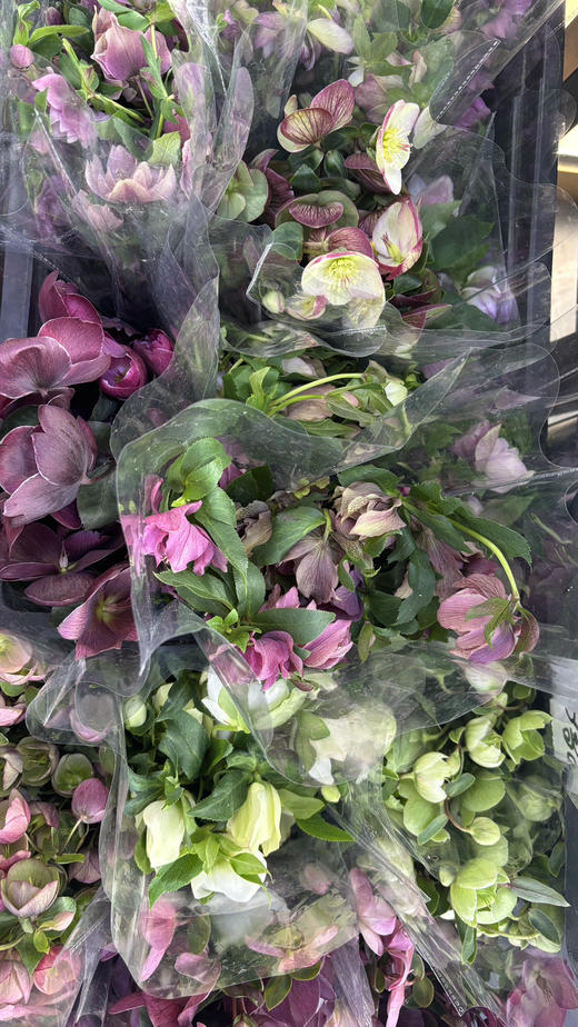 【坚强与温暖】菟葵（铁筷子）-重瓣 约10枝/扎 多色可选 商品图13