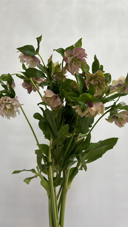 【坚强与温暖】菟葵（铁筷子）-重瓣 约10枝/扎 多色可选 商品图10