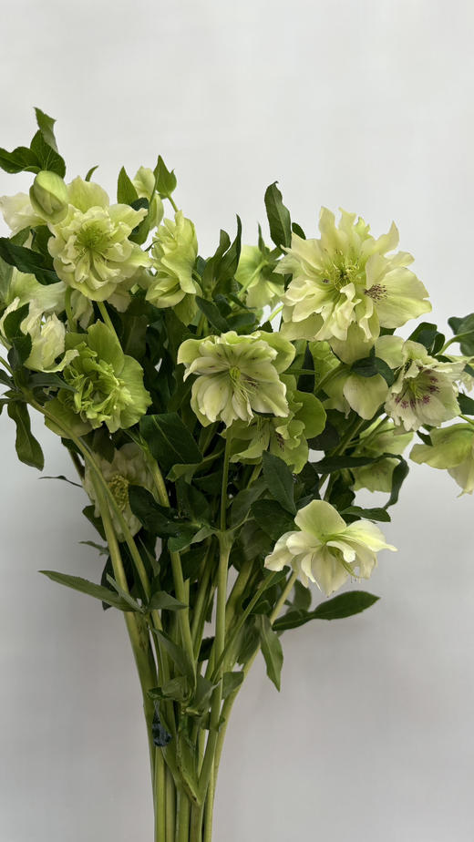 【坚强与温暖】菟葵（铁筷子）-重瓣 约10枝/扎 多色可选 商品图9