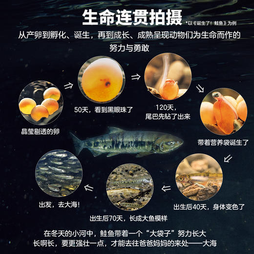 生命的故事  科普绘本科普读物图画书 商品图4