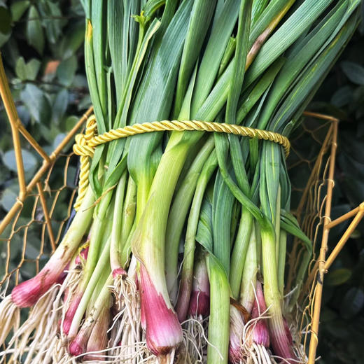 【小菜园露天种植】大蒜叶（带少量泥）500g 商品图0