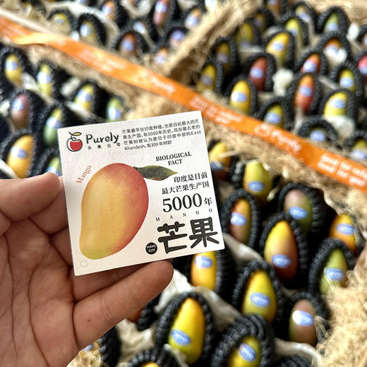 海南树熟「贵妃芒」小果 1kg 约11～13个 商品图5