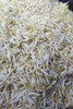 绿豆芽2斤 商品缩略图1