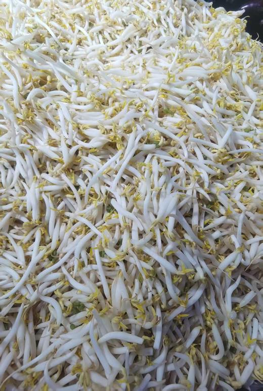 绿豆芽2斤 商品图1