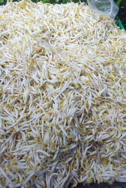 绿豆芽2斤 商品图0