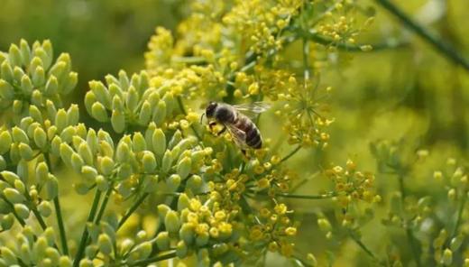 小茴香蜂蜜820g 商品图3