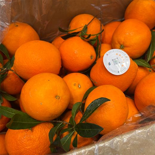 夏橙 甜蜜爆汁 新鲜橙子 商品图5