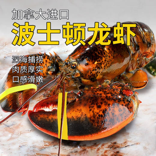 【野生海产】加拿大进口波士顿龙虾650±50g 大西洋海域 商品图0