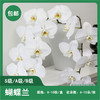 蝴蝶兰切花 1盒 （10枝）包邮 商品缩略图0