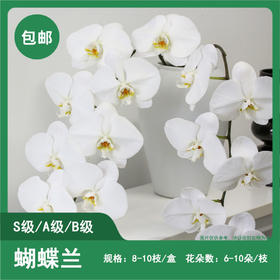 蝴蝶兰切花 1盒 （10枝）包邮
